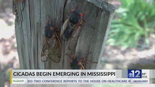 Mississippi sees first documented cicada of 2024