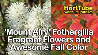 White Fragrant Flowers and Awesome Fall Foliage - Mount Airy Fothergilla