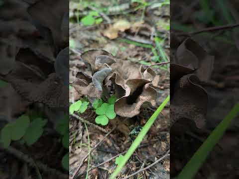 Вороночник рожковидный (лисичка чёрная ). Craterellus cornucopioides.