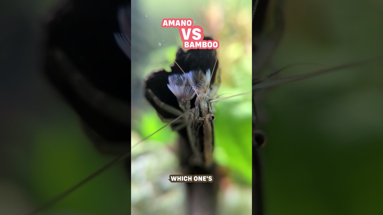 Amano Shrimp VS Bamboo Shrimp - Which Shrimp Is The BETTER Option?