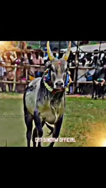 #Alum parabara #ennida borappu# #jallikattu #shots #stetas #tamil #...
