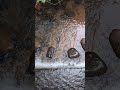 Flow
