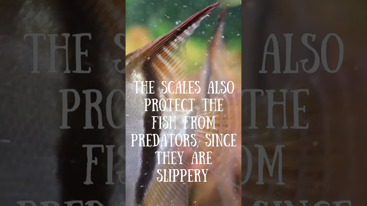 Why do fish have scales? 🤔 