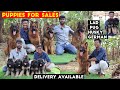 All Dogs Breed Puppies Low Cost | High Quality Puppies Sales | Shepard, Husky, Lab, Pug | Dog kennel