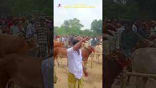 ঠাকুরগাঁও জেলার নেকমরদ গরু হাট। #cow #btcbangal #viralvideo #foryou #bangladesh #cow#animal