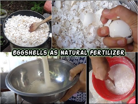 Make Organic Fertilizer From Eggshells | How to Prepare and Apply Calphos as Foliage