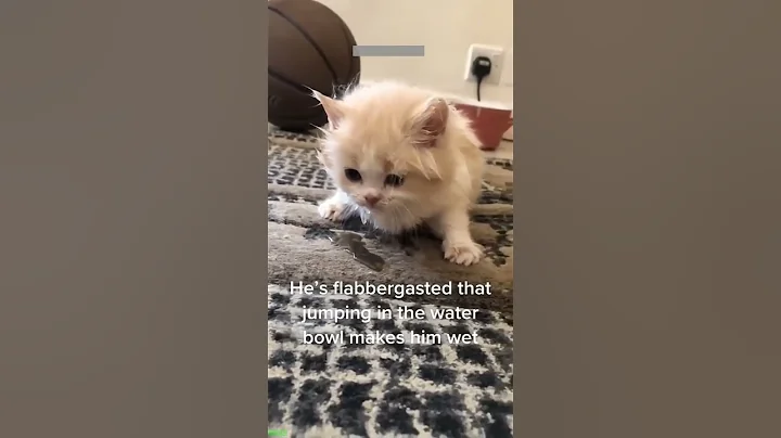 Watch the video about Cat Lover 😻 funny cats fighting ❤️ # #9315