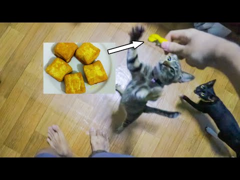 can dogs and cats eat tofu