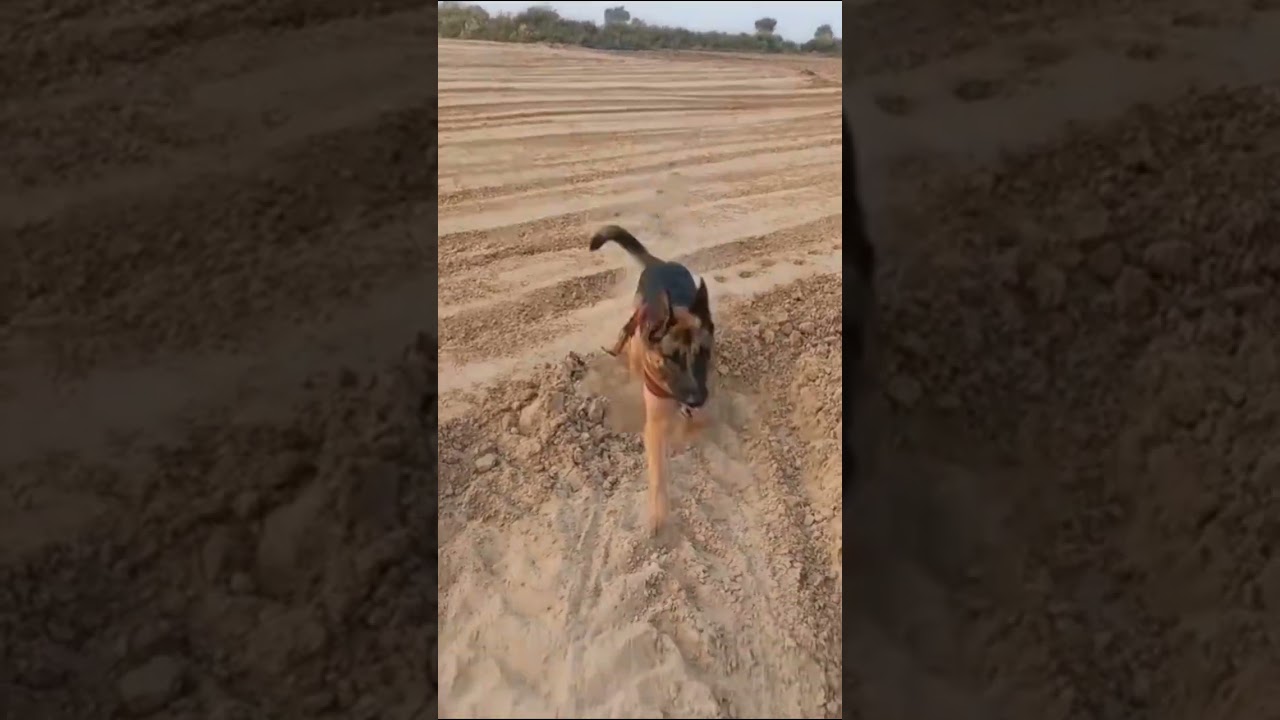 “Zoomies on open land 🐾 Tiger in beast mode!”