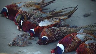Nebraska Pheasant Hunting Explosion (Classic 2015)