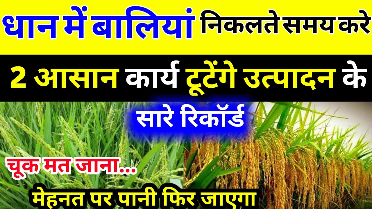 What to add to paddy at the time of ear emergence Dhan Ki Baliyan Medicine to put in money Paddy farming
