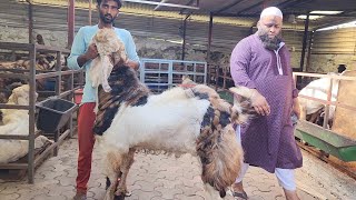 Al Yum Report Card 2023 | Biggest Palai Setup And Qurbani Goats