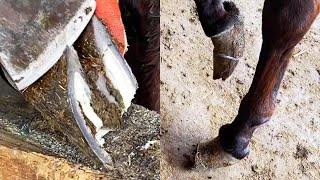 The long hooves make the donkey uncomfortable, so cut off the rotten hooves丨ASMR