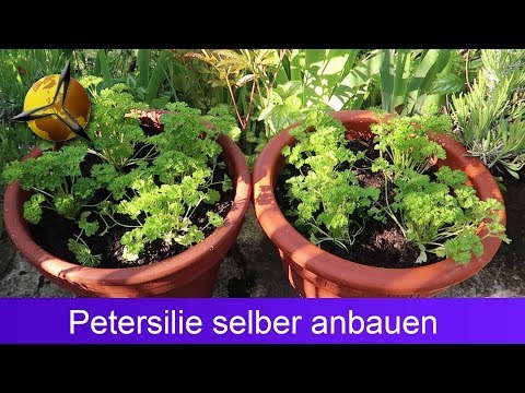 Video: Wie Man Petersilie Zu Hause Anbaut