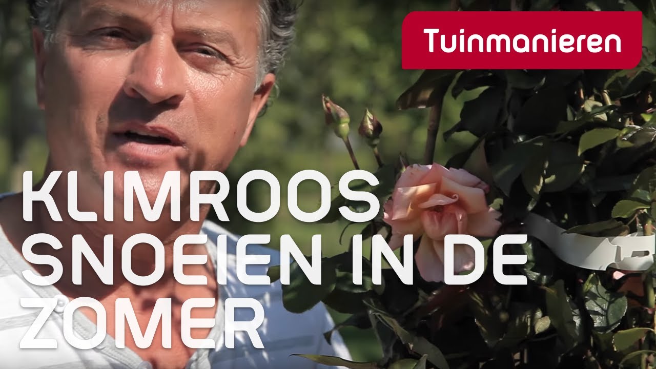 De klimroos snoeien in de zomer: Hoe doe je dat? | Tuinmanieren - YouTube De Klimroos Snoeien In De Zomer: Hoe Doe Je Dat? | Tuinmanieren - Youtube