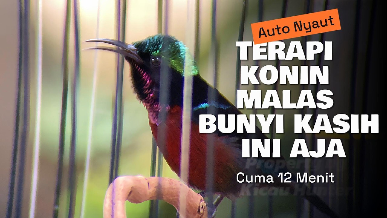 TERAPI KONIN MALAS BUNYI COCOK BUAT PANCINGAN KONIN KAMU.#kolibrininja #kicaumania #konin