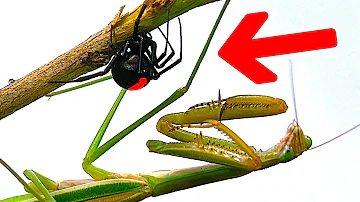 Deadly Spider Vs Giant Praying Mantis Part 3 Educational Spider Study
