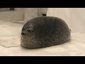 ワモンアザラシ (海遊館) 2019年11月20日