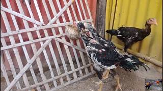 TERNAKAN AYAM LAGA BOS EDI