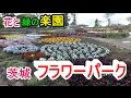 花と緑の楽園 茨城県フラワーパーク の動画、YouTube動画。