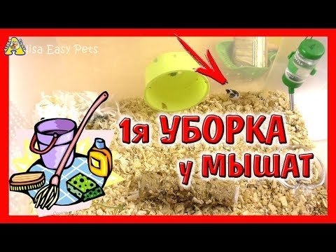 Вопрос: Почему японскую карликовую мышь называют танцующей?