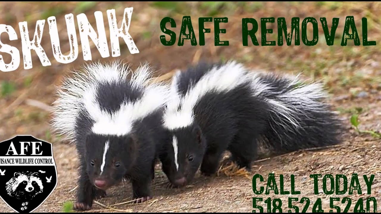 Wild Animal Removal - YouTube