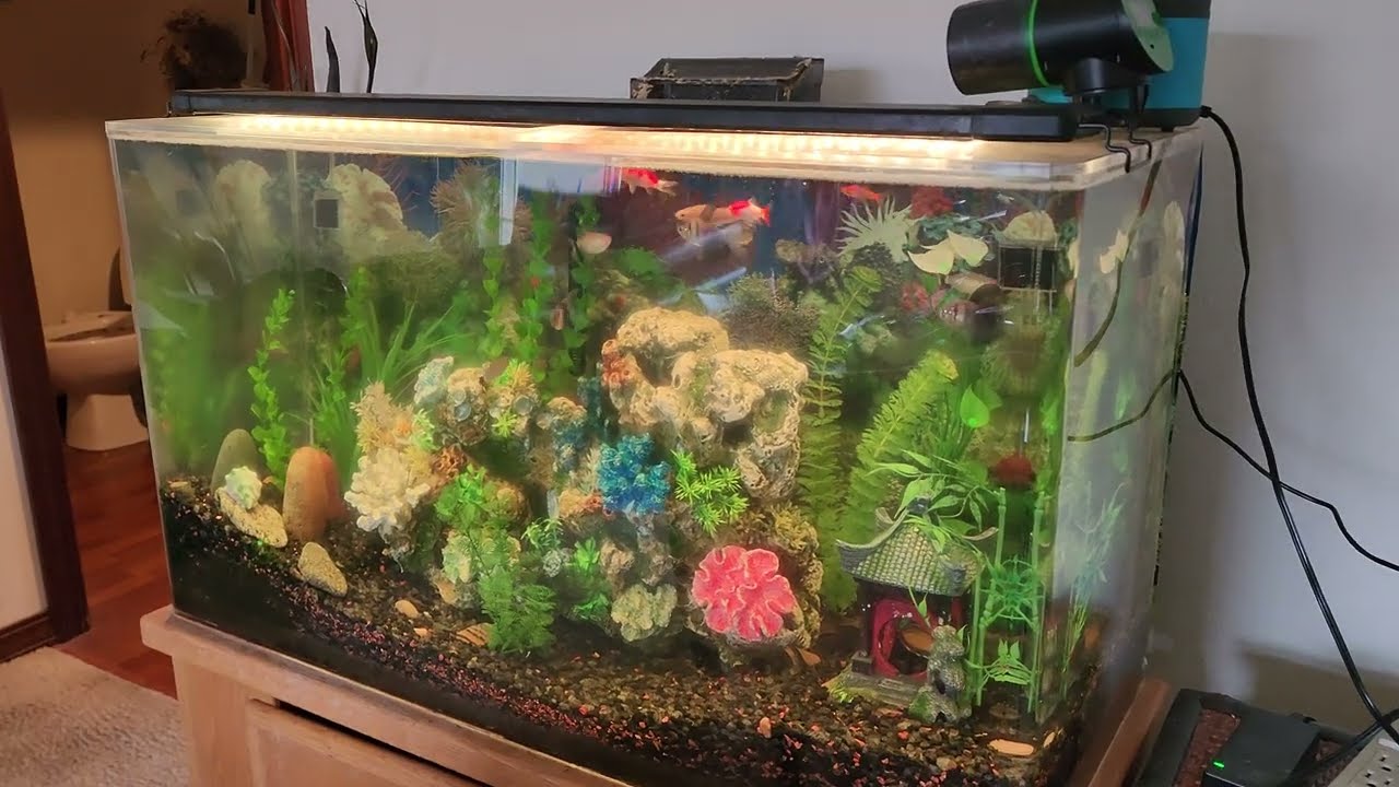 Never Worry About Forgetting To Feed Your Fish With The Petbank Intelligent Feeder!