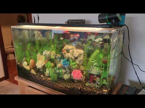 Never Worry About Forgetting To Feed Your Fish With The Petbank Intelligent Feeder!