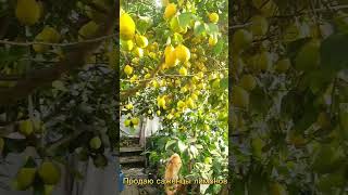 Продаю саженцы   и плоды лимонов