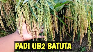 KETAHANAN REBAH PADI UB2 BATUTA
