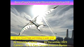 サーボ駆動翼竜型羽ばたき機　SFORhamphorhynchus118 43g :22th very Good Flight and Gliding in south wind