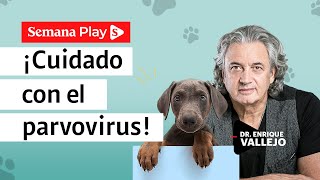 Síntomas del parvovirus en perros y gatos | Enrique Vallejo en Salud Animal  Semana Play