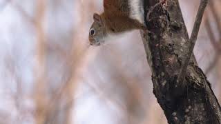 Red Squirrel licking sap from Maples