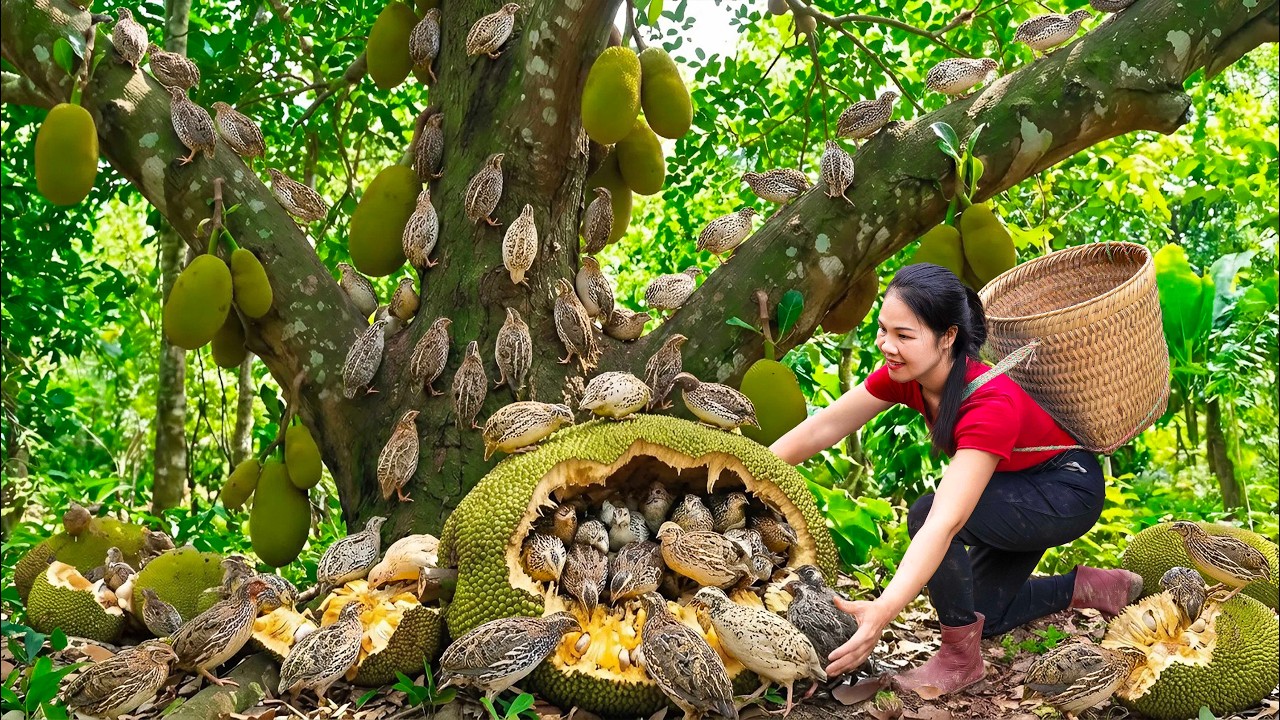 Harvest 100 Wild Quail inside a Giant Jackfruit & Go To Market Sell | A day in forest with Hằng Free