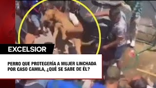 Perro que protegería a mujer linchada en Taxco por caso Camila, ¿qué se sabe de él