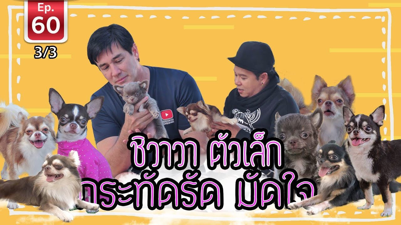 หมา ขน ฟู ตัว เล็ก  New  ชิวาวา ตัวเล็ก กะทัดรัด มัดใจ - เพื่อนรักสัตว์เอ้ย EP 60 [3/3]