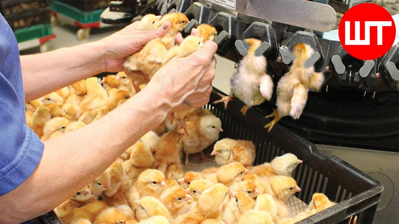 Amazing Chicken Hatchery Technology | Modern Poultry Processing Plant