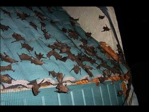 bats rid getting