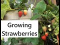 Growing Strawberries