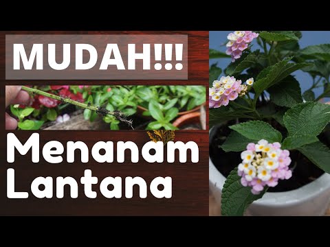 Video: Menanam Lantana Dalam Bekas - Petua Menjaga Lantana Dalam Pasu