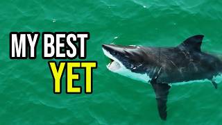 Download lagu Best Great White Shark Footage So Far | 4K (No Narration Version)