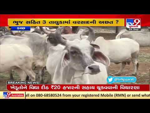 Herdsmen in a fix due to shortage of fodder in Kutch district | TV9News