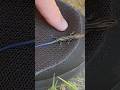 Shoe Lizard - Blue Tailed Skink Finds a New Home