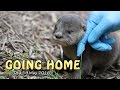 Re-introduction of pup back to its family after 1-week (Dtd 19 May 2016)