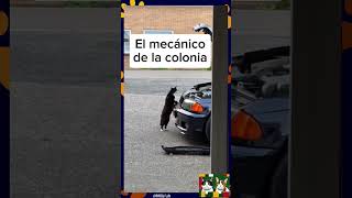 Oficina Gatuna: los empleados más tiernos 🐾💼