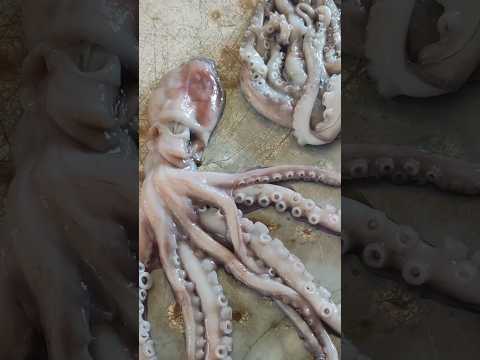 الاخطبوط الطعم المفضل للسمك الصياد وسام الزينبي