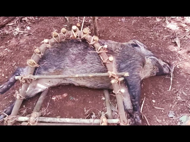 wow catch very big wild boar by amazing trap in forest class=