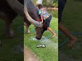 Buffaloes might be the perfect pet#animals #funnyanimal #funny #cute #buffalo