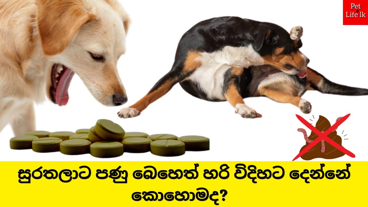 සුරතලාට පණු බෙහෙත් Dog medicine for worms Panu Beheth for Dog