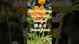 chaos gardening | Cosmos flower#shorts #cosmos #flowers #mygarden #garden #nature #home #ash